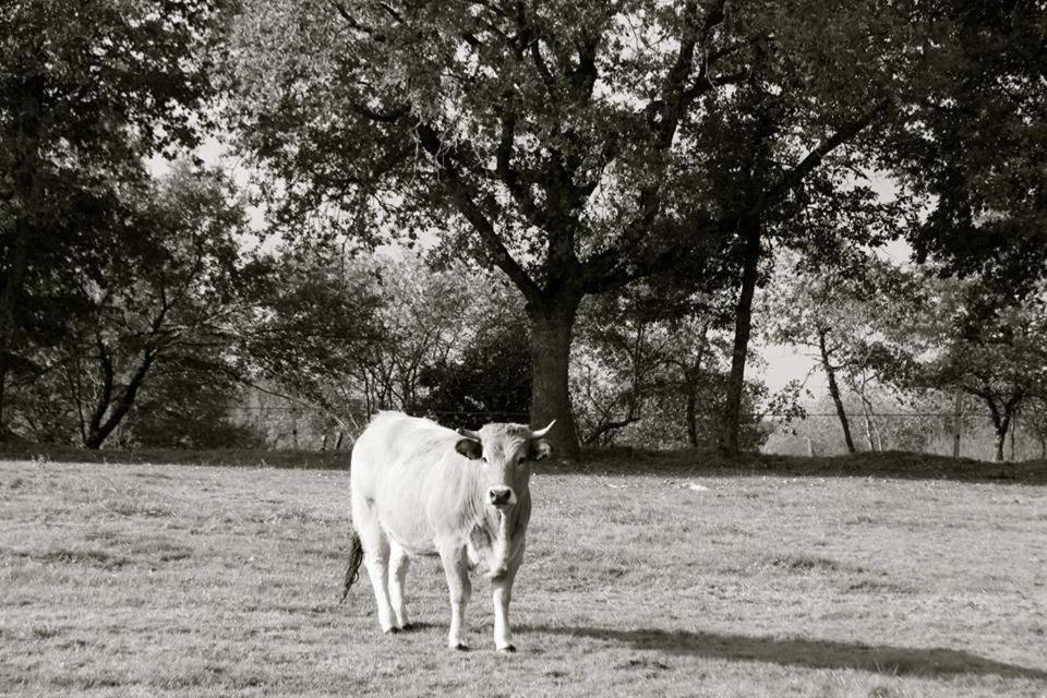 Petit gîte à la ferme Rosnay  Extérieur photo